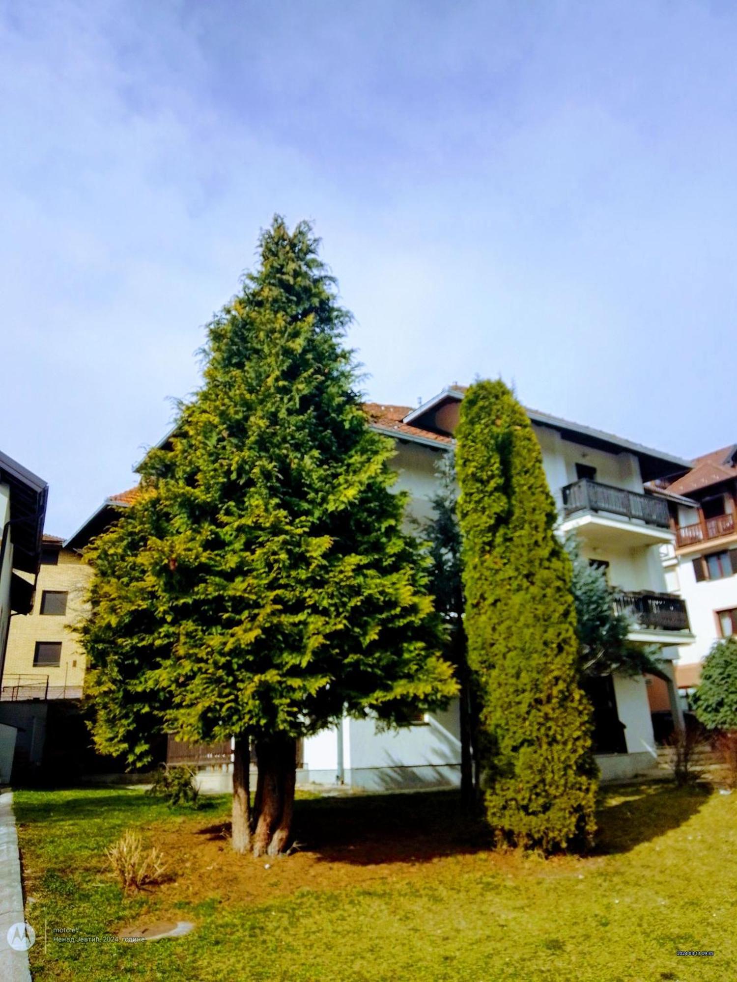 Nenad Jevtic Daire Zlatibor Dış mekan fotoğraf